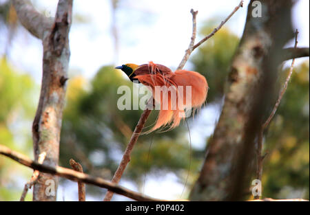 Raggiana Bird-of-paradise (Paradisaea raggiana) in Varirata National Park, Papua New Guinea Stock Photo