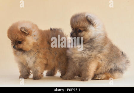 Couple of pomeranian dog Stock Photo