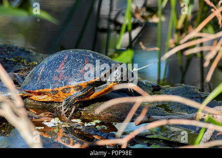 Florida Red-Bellied turtle sunbathing at Corkscrew Swamp Sanctuary, Venice, Florida Stock Photo