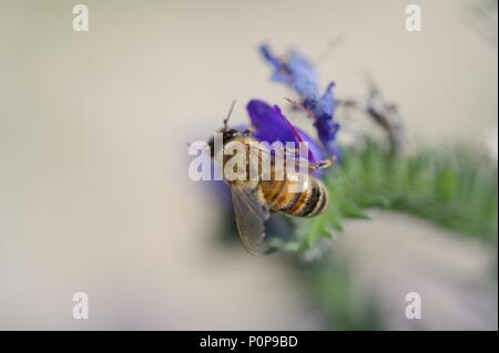 a honey bee at pollination - doing great work for our nature - safe them! Stock Photo