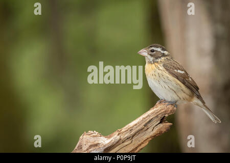 Female Rose-breasted Grosbeak rests as the migration north is close to and end the the nesting season begins. Stock Photo