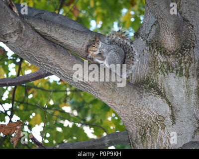 Eastern gray squirrel (Sciurus carolinensis) on a tree in Buffalo, NY, USA Stock Photo