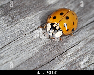 Asian ladybeetle (Harmonia axyridis) on a wooden surface in Kirkland WA USA, close-up view Stock Photo