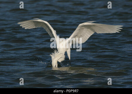 White phase Reddish Egret hunting for prey on the shallows of Fort De Soto State Park, St. Petersburg, Florida. Stock Photo