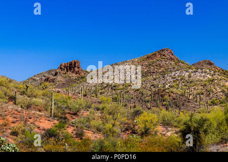 Rugged hillside in Arizona's Sonoran desert in springtime; bright red and white earth is covered with giant Saguaro cacti, prickly pear and other nat Stock Photo