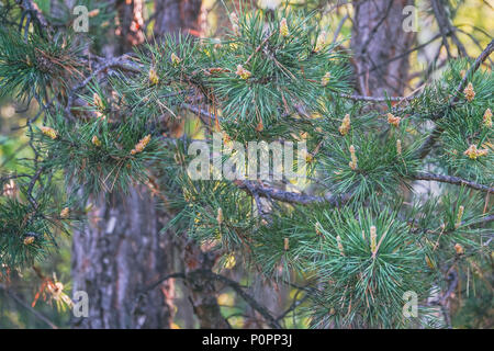 Branches of the pine trees in the forest Stock Photo