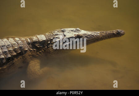 FRESHWATER CROCODILE KNOWN AS 'FRESHIE' (CROCODYLUS JOHNSTONI) WINDJANA GORGE, WESTERN AUSTRALIA Stock Photo