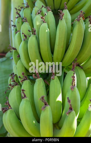 Green Organic Bananas Growing in Bunches on Tree in Tahiti stock photo