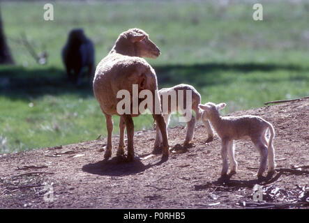 A FRESHLY SHORN EWE AND HER TWO LAMBS ON THE EDGE OF A DAM IN RURAL NEW SOUTH WALES, AUSTRALIA. Stock Photo