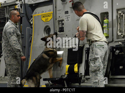 U.S. Air Force Staff Sgt. Amadio Apilado (left), military working dog trainer assigned to the 379th Expeditionary Security Forces Squadron, and Senior Airman Ryan Rayos, a military working dog handler assigned to the 379 ESFS, look on as military working dog Aramis draws attention to a target planted in a compartment on the interior wall of a C-17 Globemaster III during a detection exercise at Al Udeid Air Base, Qatar, May 4, 2017. The exercise is designed to give the K-9 teams an opportunity to familiarize themselves with the general layout and specific challenges associated with detection ab Stock Photo