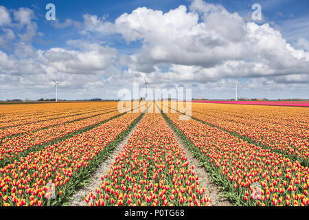 A field of tulips with wind turbines in the background. North Holland The Netherlands Europe Stock Photo