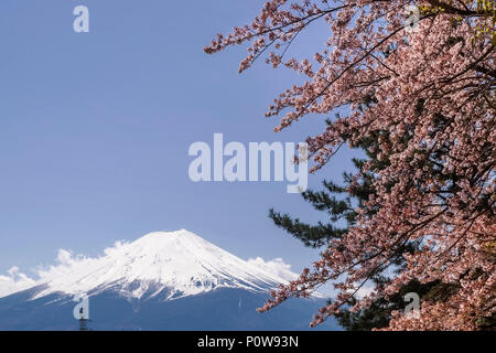 Flowering tree with Mount Fuji in the background, on a beautiful sunny day, Japan Stock Photo