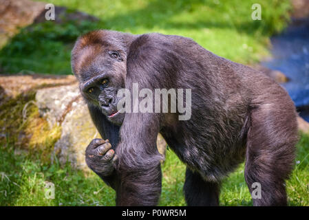 Portrait of a big western lowland gorilla  Stock Photo
