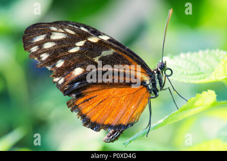 Tiger longwing - Heliconius hecale, beautiful orange butterfly from Central and South America forests. Stock Photo