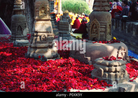 Red rose-petals for showing the reverence appropriate to a pilgrimage-place. Numerous small rose petals for offering respect at Mahabodhi Temple. Bodh Stock Photo