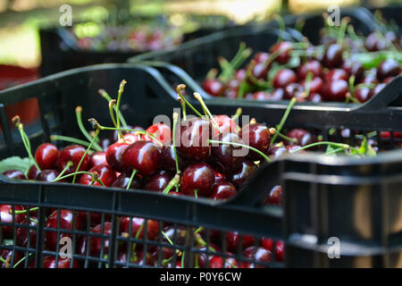 Metaxochori, Greece. 9th June, 2018. Cherries are seen during the 39th Cherry Festival held in Metaxochori, a village located in the heart of one of the biggest cherry production areas in Greece, June 9, 2018. Credit: Apostolos Domalis/Xinhua/Alamy Live News Stock Photo