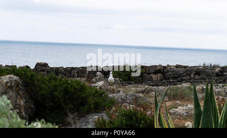 White and gray seagull bird strolls on the rocks Stock Photo