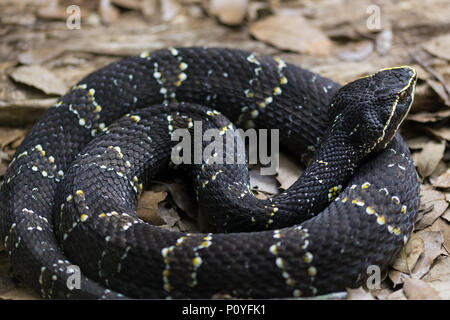 Mexican moccasin or Cantil. Agkistrodon bilineatus is a venomous pit viper species found in Mexico and Central America as far south as Costa Rica. Stock Photo