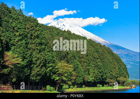 Forest at Tanuki lake. In the background hidden Mount Fuji. Beautiful blue sky day and white clouds. Stock Photo