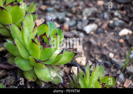 Green Sempervivum tectorum known also as common houseleek, evergreen perennial succulent of the family Crassulaceae. Stock Photo