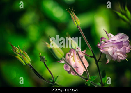 Close-up of a pink Aquilegia vulgaris known also as European columbine or Granny's nightcap Stock Photo