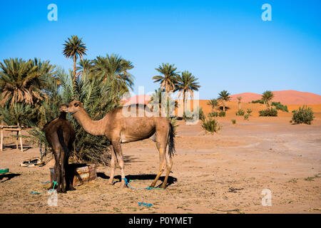 Two camels standing beside palm trees in Sahara desert Stock Photo