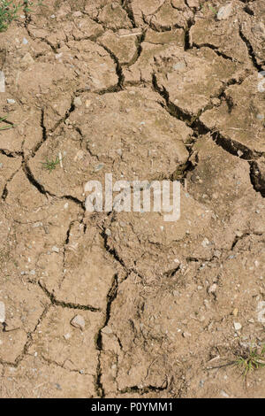 Patch dry / parched soil with deep cracks. For split, failing crops, crop losses, famine, drought in UK, heatwave crops, heatwave, cracks in ground Stock Photo
