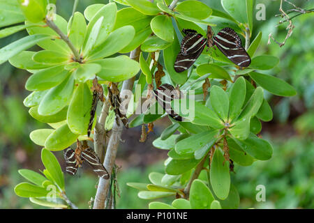Zebra longwing butterflies (Heliconius charithonia) emerging from cocoons, drying wings - Davie, Florida, USA Stock Photo