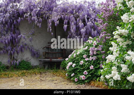 Incredible variety of blooming colorful flowers surrounding an old wooden grape crusher in the garden Stock Photo