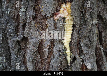 Fun shape of sap dripping from an opening on a pine tree on old bark in the forest Stock Photo