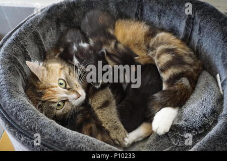 Green eyes Mother cat with brand new kittens suckling and happy in a cozy soft basket Stock Photo
