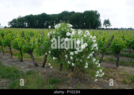 Beautiful white rose bush standing guard against disease by the rows of vine in the Loire Valley, France on a cloudy spring day Stock Photo