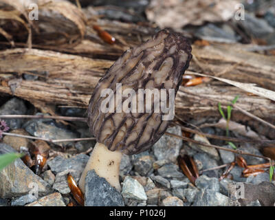 Wild black morel mushroom (most likely Morchella brunnea) growing in Central Washington state, USA Stock Photo