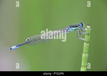 Scarce blue-tailed damselfly, Ischnura pumilio Stock Photo