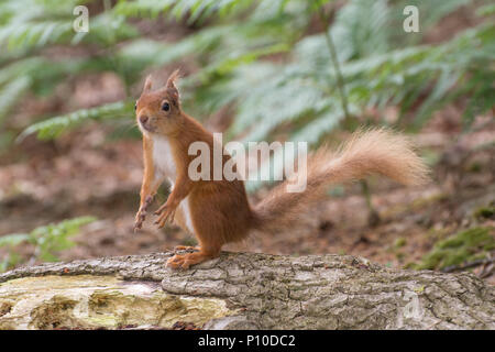 Red squirrel (Sciurus vulgaris) standing on a log at Brownsea Island in Poole Harbour, Dorset, UK Stock Photo