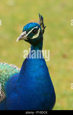Peacock, also called Indian peafowl or blue peafowl (Pavo cristatus) on Brownsea Island, Dorset, UK. Close-up of the head. Stock Photo
