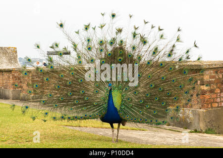 Peacock, also called Indian peafowl or blue peafowl (Pavo cristatus) on Brownsea Island, Dorset, UK. Male with fanned tail feathers. Stock Photo