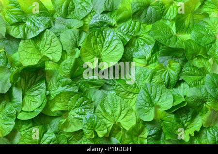 Creative background made of green leaves. Flat lay. Nature concept Stock Photo