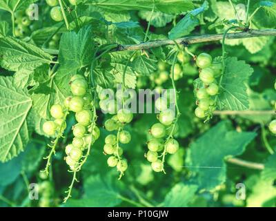 Riping garnet berries on a bush branch in garden.  Sour green red currant. Unripe currants hanging on bush. Stock Photo