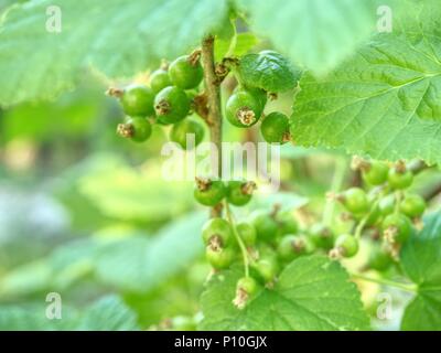 Riping garnet berries on a bush branch in garden.  Sour green red currant. Unripe currants hanging on bush. Stock Photo