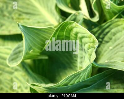 Full frame image of hosta leaves  in detail. Beautiful bright green and ribbed leaves of hosta plant Stock Photo