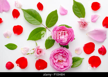 Floral pattern made of pink and red roses, green leaves, branches on white background, Top view, floral pattern, Flowers pattern texture rose petals. Stock Photo
