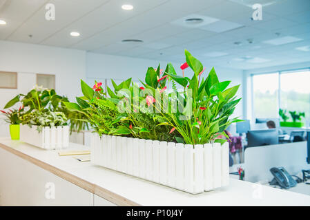Selective focus on calla flowers in the pot with blurred background of light interior of open work space office with desks, computers and working peop Stock Photo