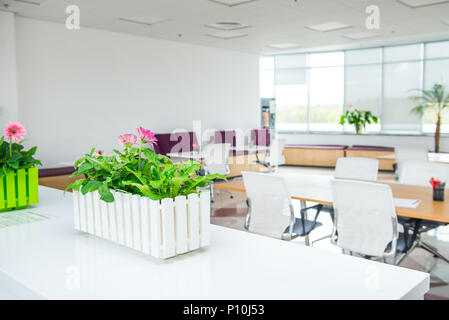 Selective focus on pink flowers in the pot with blurred background of light interior of empty open space office with desks and chairs. Coworking workp Stock Photo