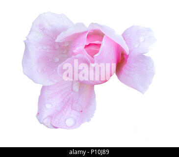 Bright rose with drop water after a rain in spring natural isolated on white background with clipping path. Stock Photo