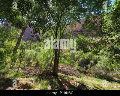 Descending the Bright Angel Trail to Indian Garden Campground in Grand Canyon National Park, Arizona. Stock Photo