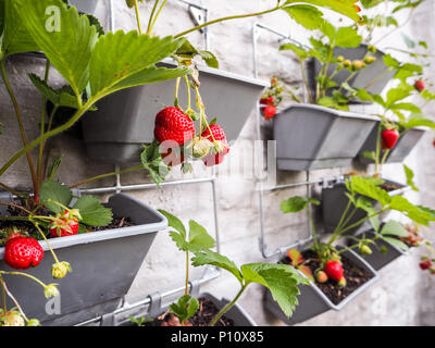 Ripe and unripe strawberries hanging from rows of strawberry plants in a vertical garden on a sunny wall in a small patio Stock Photo