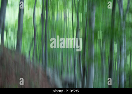 Wonderful abstract photo about a magic forest Stock Photo