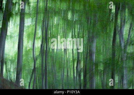 Wonderful abstract photo about a magic forest Stock Photo