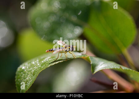 Dipterous. Fly species photographed in their natural environment. Stock Photo